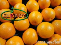 Navel orange