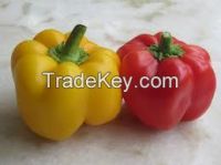 Fresh Capsicum