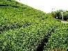 Sell Green Tea plant extract