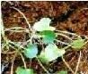 Sell Centella Asiatica plant extract