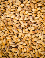 Barley