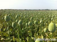 DRIED POPPY PODS ORGANIC HIGH QUALITY POPPIES