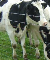 Hinge Joint field fence  Cattle Fence