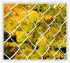 Sell chain link fence