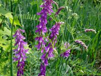 Sell hairy vetch