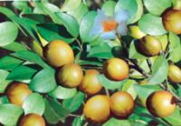 Sell camellia oil