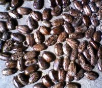 Sell Castor Bean