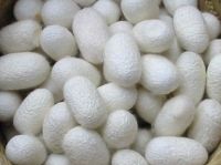 Sell  silk cocoons extract(essence)
