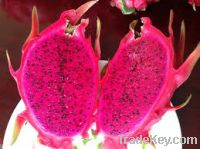 Red dragonfruit puree