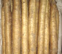 Sell Wild Yam Extract Powder