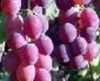 Sell Grape seed Extract