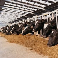 Feed Grade livestock Calcium Sulphate