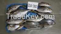 BUTTERFISH WHOLE