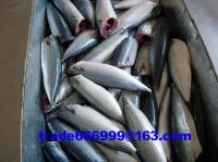 Sell frozen mackerel HG HGT at 100gr+