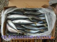 Sell MACKEREL