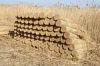 Sell high quality water reed for thatch roof