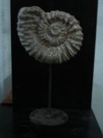 Wooden Shell
