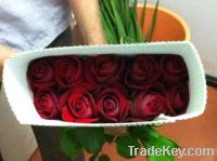 Export Fresh cut flowers