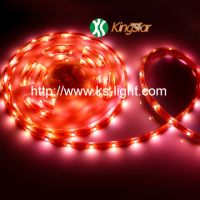 Sell LED Strip Light 10