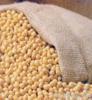 Soybean Grade #2 GMO / Non-GMO