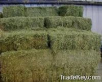 Sell Alfalfa Hay in Bales