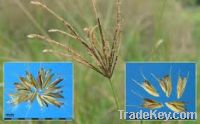 Sell Rhodes Grass Seed