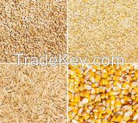 Feed barley, corn, wheat