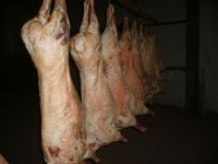 Sell halal frozen mutton (mongolia)