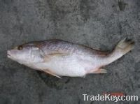 Sell croaker