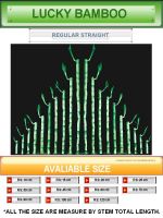 Sell Striaght Lucky Bamboo