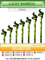 Sell Spiral Lucky Bamboo