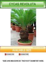 Sell Cycas Revoluta (Sago Palm)