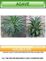 Sell Agave