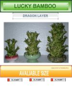 Sell Dragon Layer Lucky Bamboo