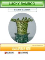 Sell Braided Diameter Lucky Bamboo