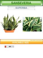 Sell Sanseveria Superba