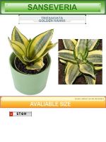 Sell Sanseveria Trifasciata Goldn Hahnii