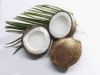 Virgin Coconut Oil Pure from Papua New Guinea