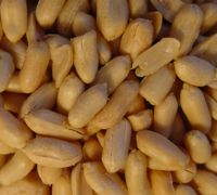 Sell Roasted Peanut Products
