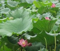 Sell Lotus Leaf Extract