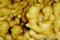 Venta Polvo natural del extracto de la rizoma del jengibre del 5%G