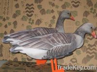 Greylag goose