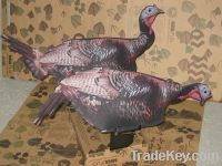 Turkey  bird