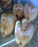 EXPORT CHICKEN OF SOUTH AMERICA