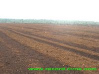 Sell peat moss from Ukraine