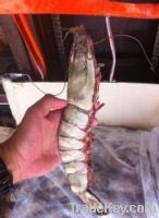 Sell tiger shrimp , lobster , scallop , blue female crab