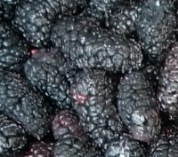Frozen Mulberry
