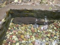 Sell second generation of Chinese giant salamander