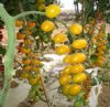 Sell Mantian 209 cherry tomato seed