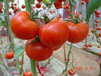 Mantian 2180 tomato